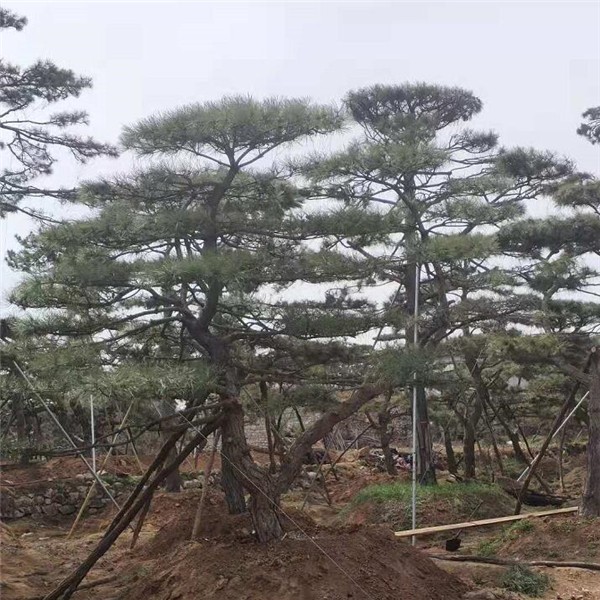 造型松