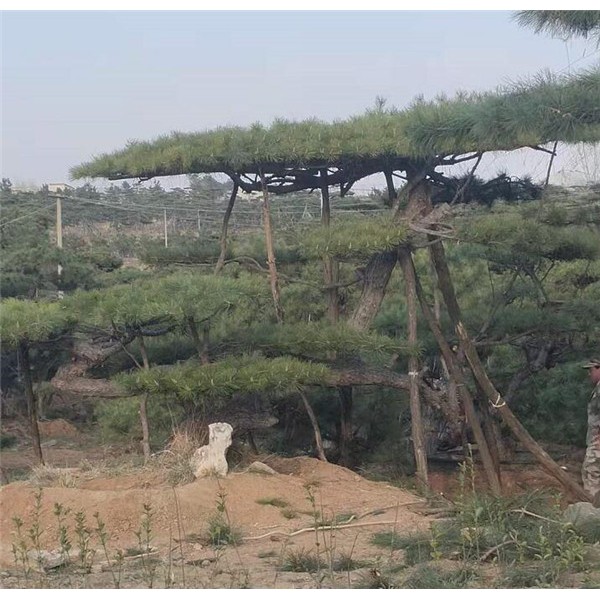 造型黑松