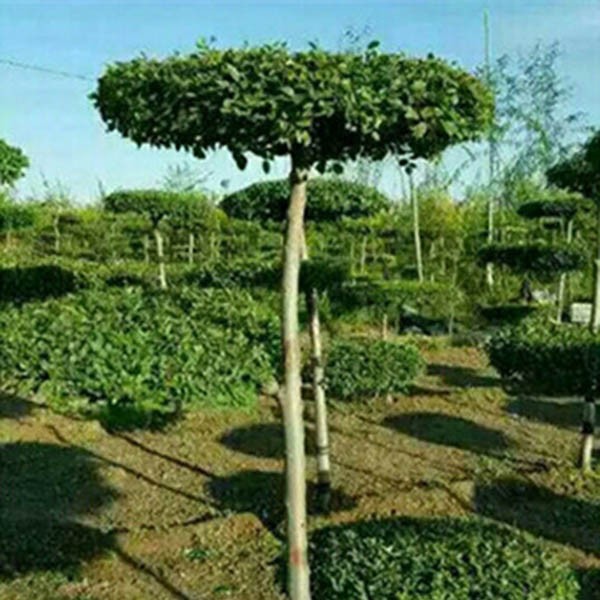 白榆造型树