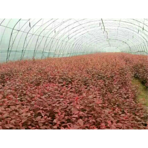 红叶榆叶梅-杯苗