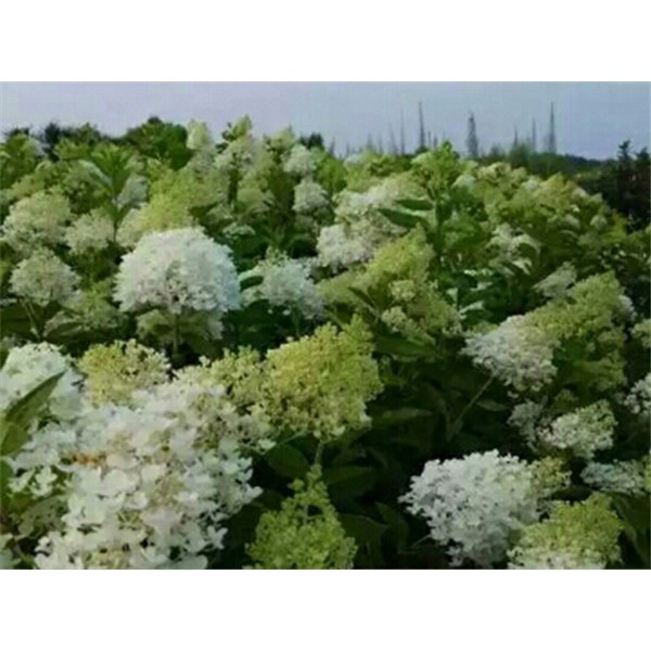 木绣球