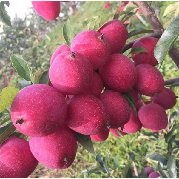 鸡心果
