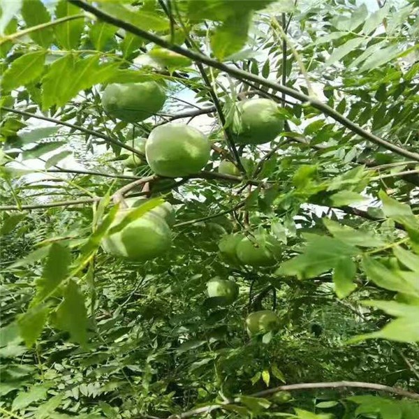 文冠果