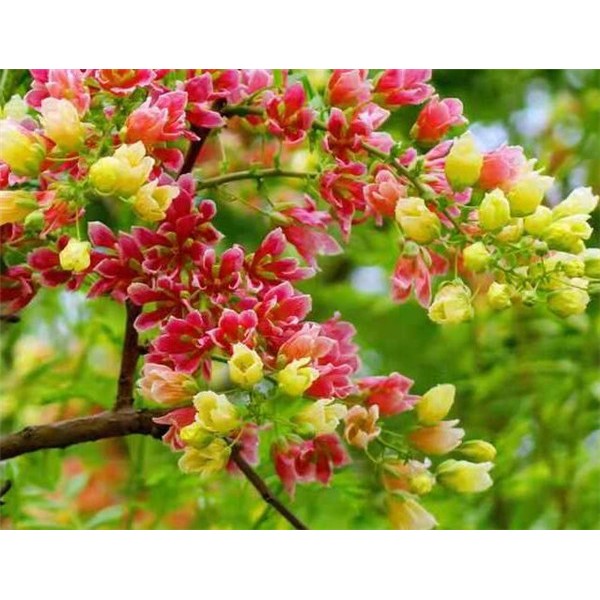 文冠果花