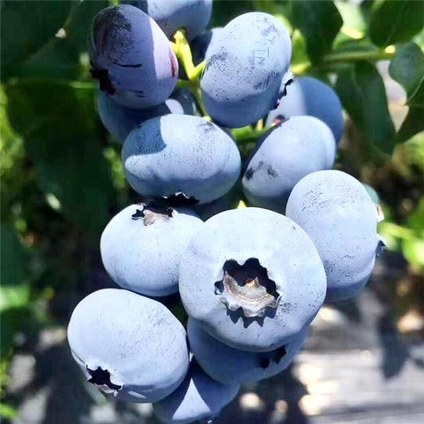 蓝莓