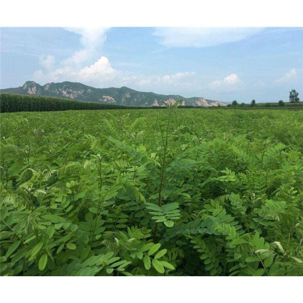 紫惠槐苗基地