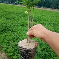 紫穗槐苗