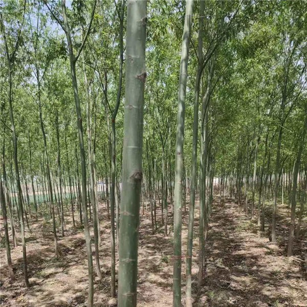 柳树