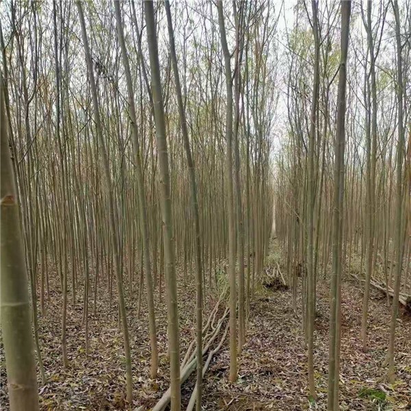 柳树