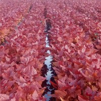 红叶杨