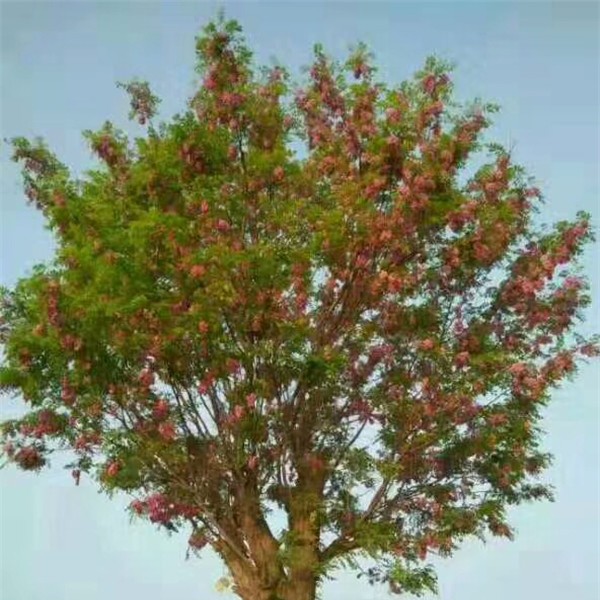 香花槐