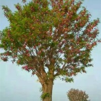 香花槐