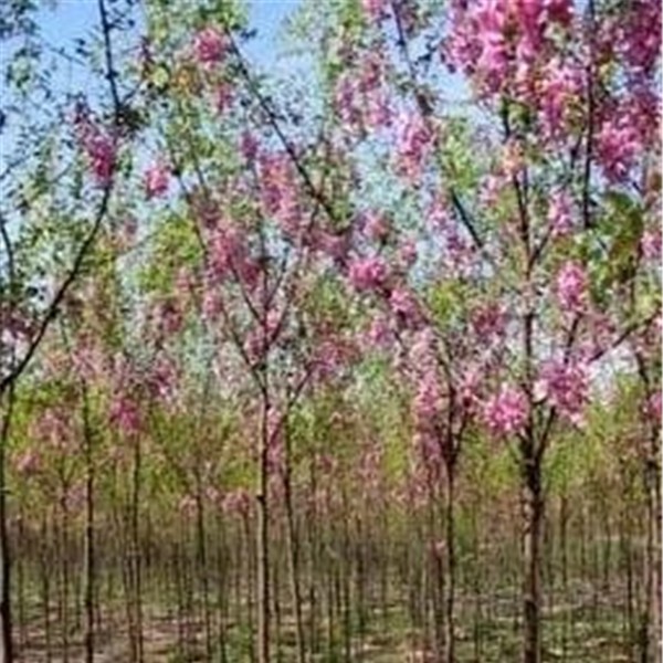 香花槐