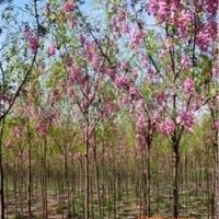 香花槐