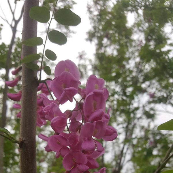 香花槐