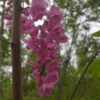 香花槐