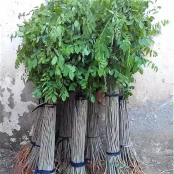 紫惠槐|香花槐|红叶杨|泡桐|刺槐|大叶女贞|柳树