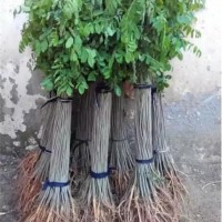 紫惠槐|香花槐|红叶杨|泡桐|刺槐|大叶女贞|柳树