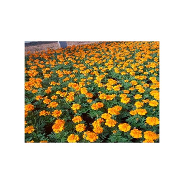 孔雀草