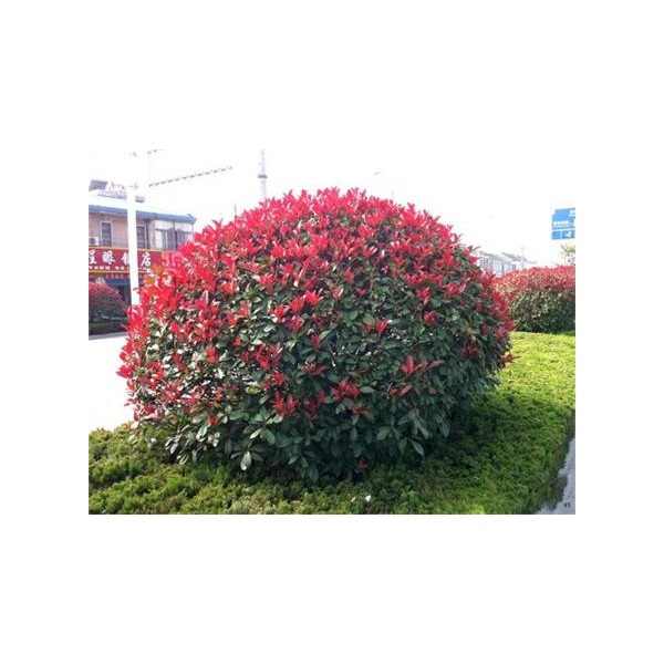 红叶石楠球