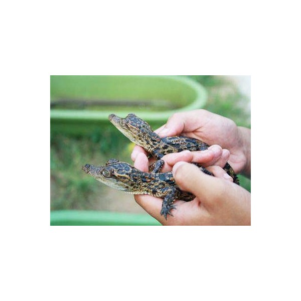 鳄鱼养殖