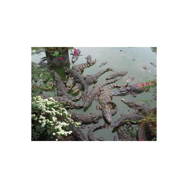 观赏鳄鱼