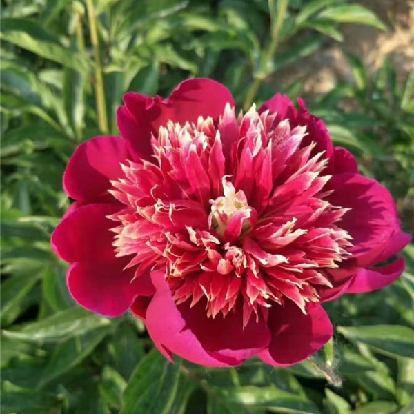 紫菱金星