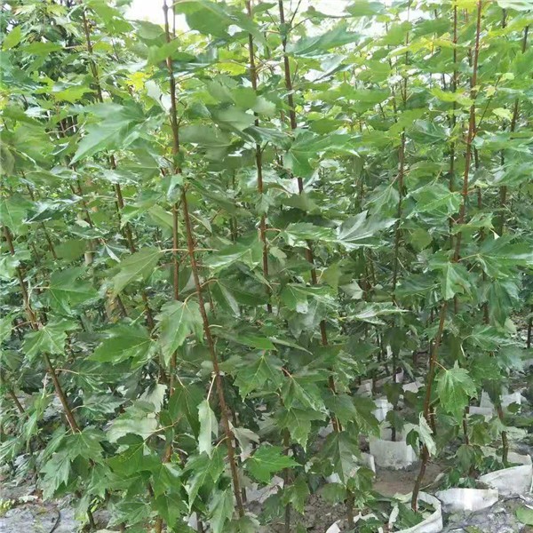 红冠袋苗