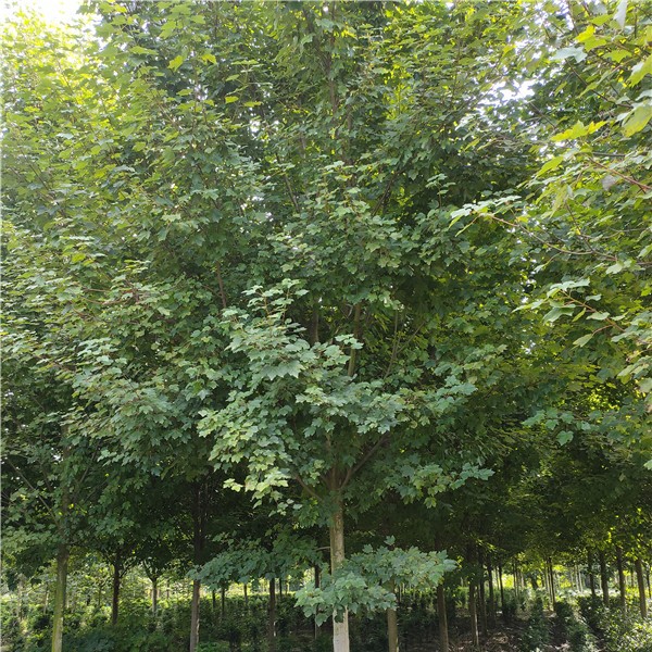 十月光辉