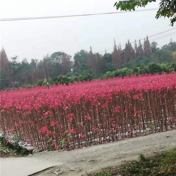 秋日梦幻