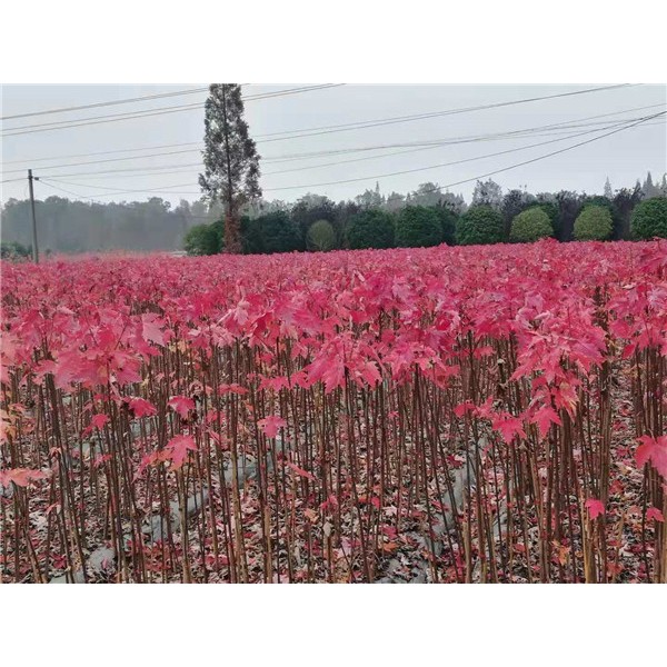 秋日梦幻