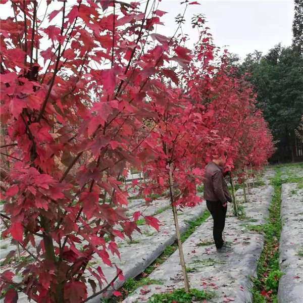 红冠红枫
