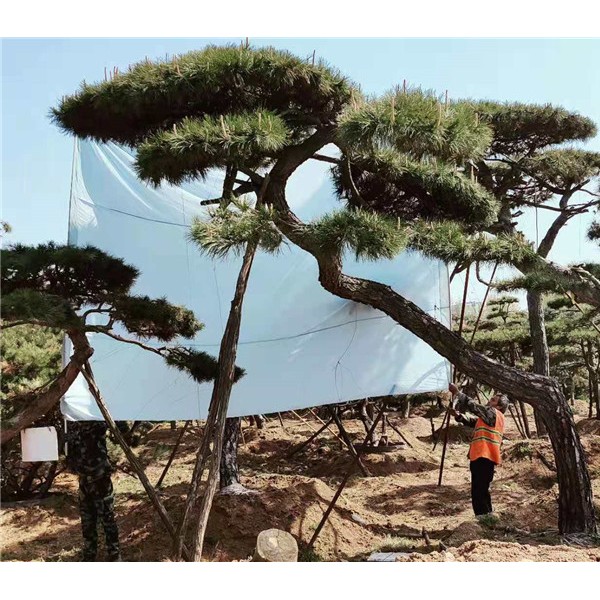 造型黑松