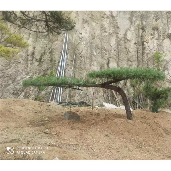 造型黑松
