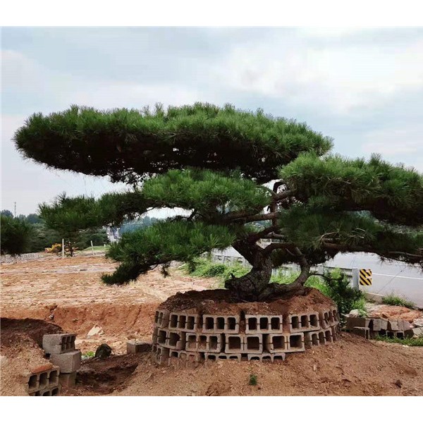 造型松