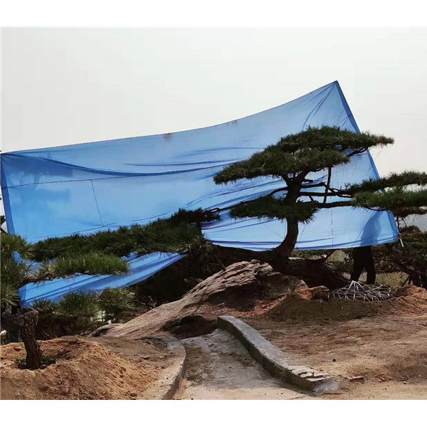 造型松