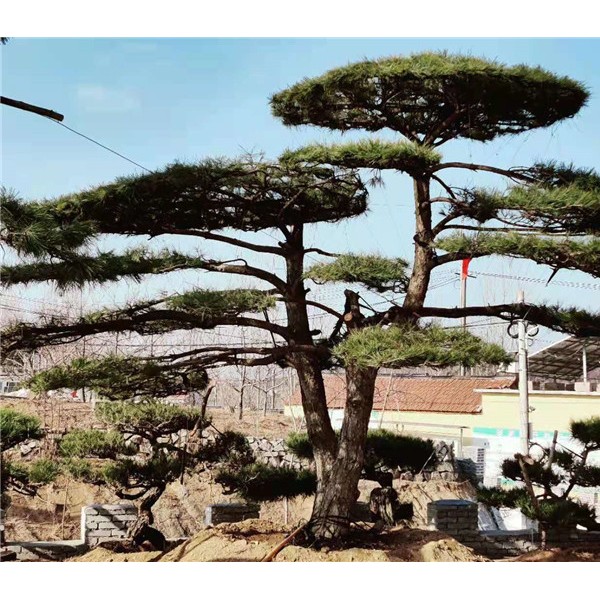 造型松