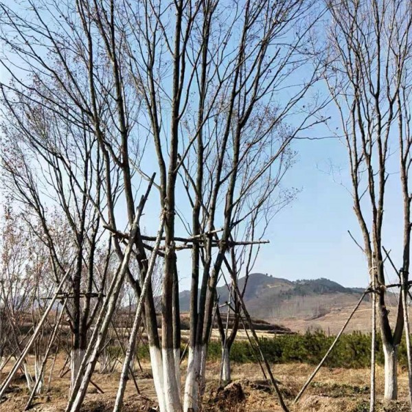 五角枫