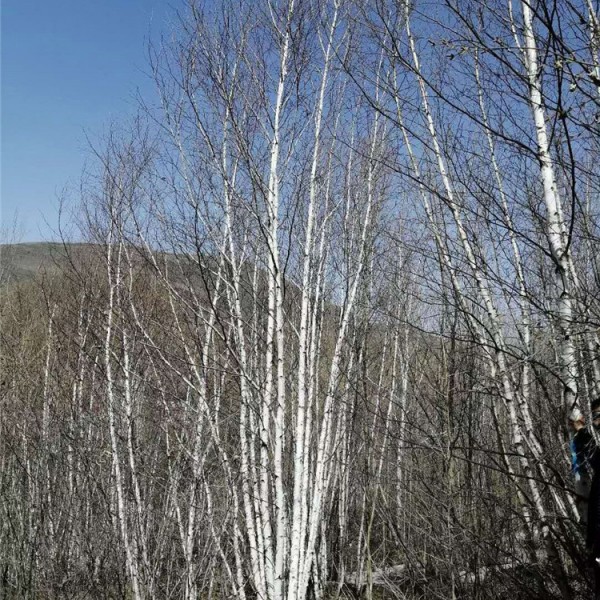 白桦