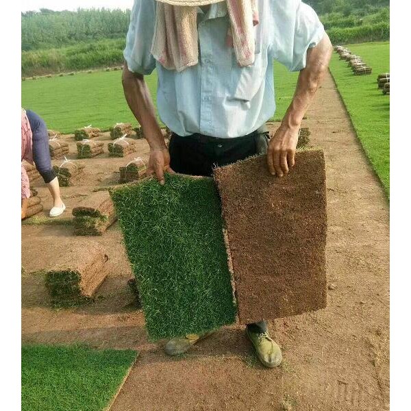 百慕大草坪