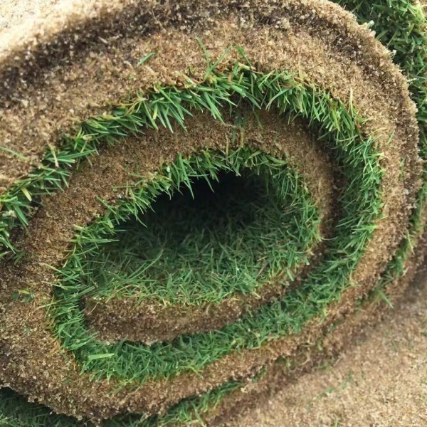 中华结缕草