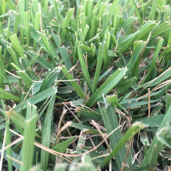 中华结缕草