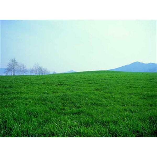 果岭草