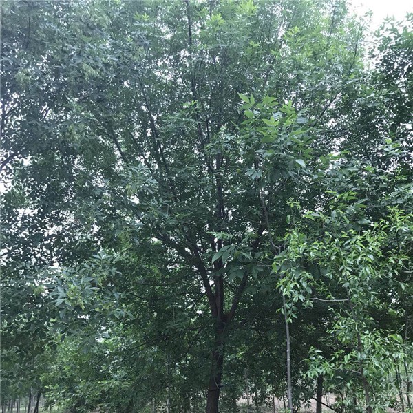白蜡 ●规格齐全 ●基地直销 ●大量出售