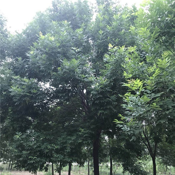白蜡 ●规格齐全 ●基地直销 ●大量出售