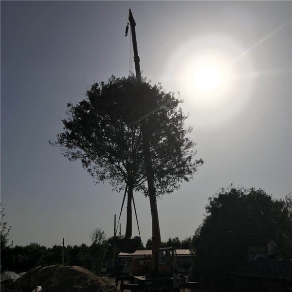 白蜡装车●规格齐全 ●基地直销 ●大量出售