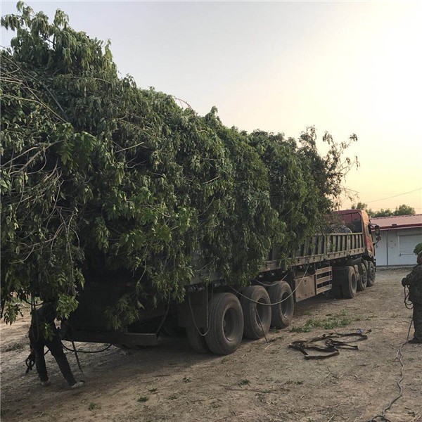 白蜡装车●规格齐全 ●基地直销 ●大量出售