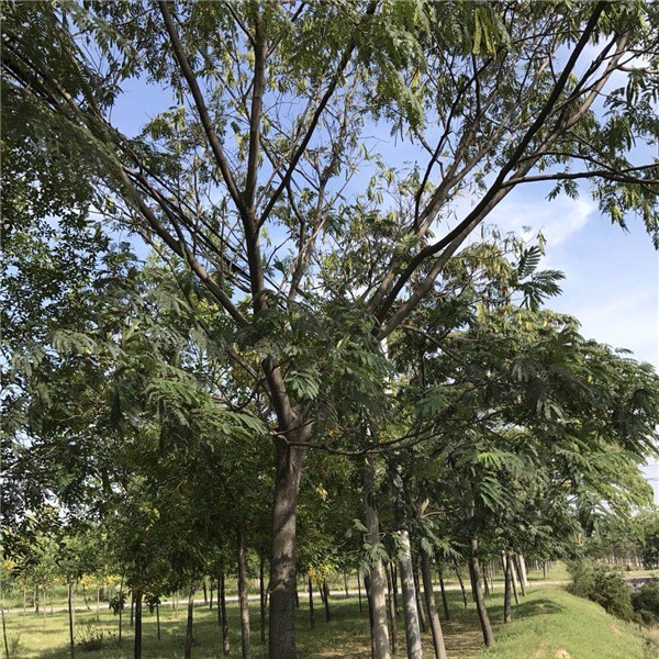 合欢树●规格齐全 ●基地直销 ●大量出售