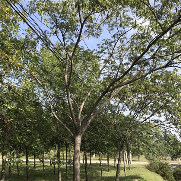 合欢树●规格齐全 ●基地直销 ●大量出售
