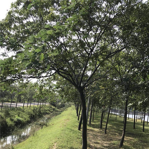 合欢树●规格齐全 ●基地直销 ●大量出售